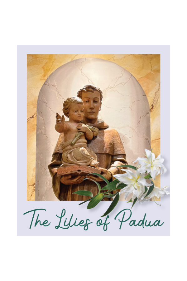 Padua Lily To St. Anthony